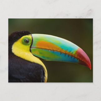 Profilera av enfakturerade Toucan Vykort