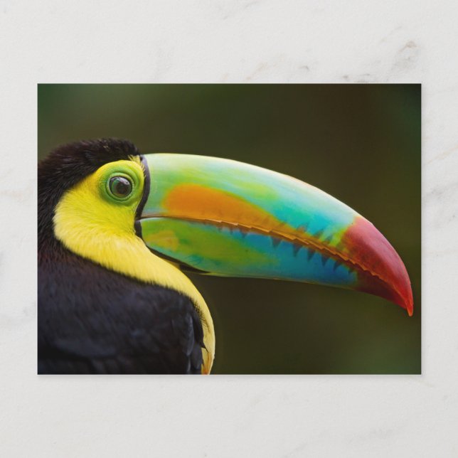 Profilera av enfakturerade Toucan Vykort (Framsida)
