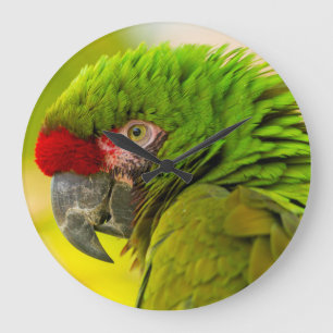 Profilera av macaw på den Santa Barbara zooen Stor Klocka