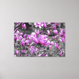 Profuse Magnolia Blooms Triptych Canvastryck