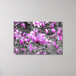 Profuse Magnolia Blooms Triptych Canvastryck