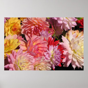 Profusion av Dahlias Poster