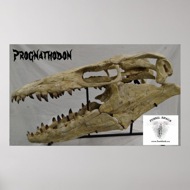 Prognathodon Mosasaur Poster (Framsidan)