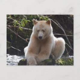 Project Spirit Bear Vykort