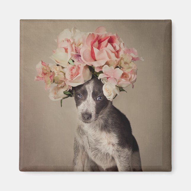 Projekt för skyddade husdjur - Opal Magnet (Framsidan)