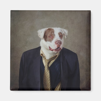 Projektet Shelter Pets - Casanova Magnet