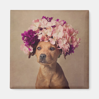 Projektet Shelter Pets - Dam Magnet