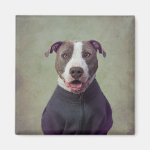 Projektet Shelter Pets - Major Bra Boy