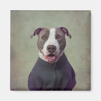 Projektet Shelter Pets - Major Bra Boy Magnet