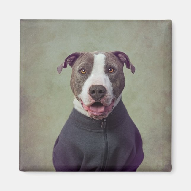 Projektet Shelter Pets - Major Bra Boy Magnet (Framsidan)