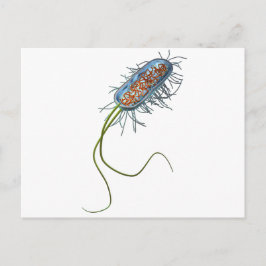 Prokaryotic cell vykort