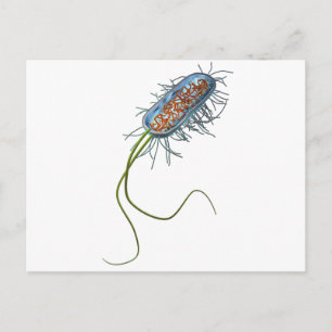 Prokaryotic cell vykort