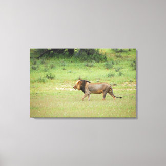 promenadman lejon, Panthera leo, Kgalagadi Canvastryck