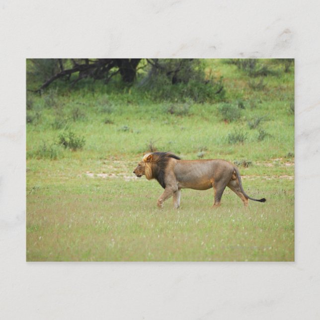promenadman lejon, Panthera leo, Kgalagadi Vykort (Framsida)