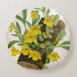 Promenaea Citrina Vintage Lindenia Orchids Rund Kudde