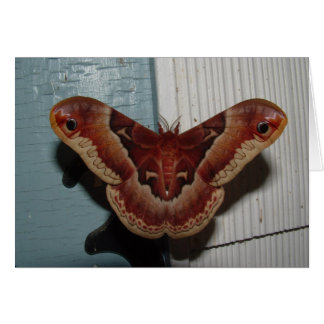 Promethea Moth Hälsningskort