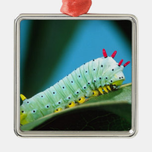 Prometheus Moth Larv, Callosamia Julgransprydnad Metall