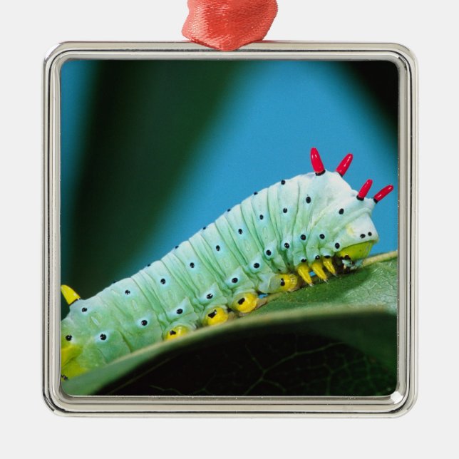 Prometheus Moth Larv, Callosamia Julgransprydnad Metall (Framsidan)