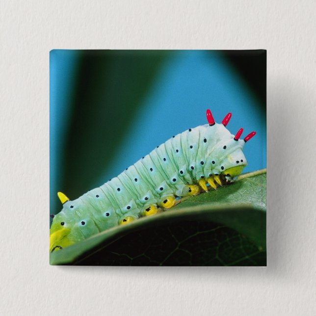 Prometheus Moth Larv, Callosamia Knapp (Framsida)