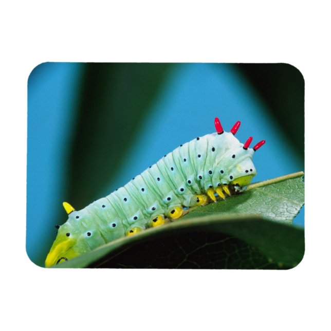 Prometheus Moth Larv, Callosamia Magnet (Horisontell)
