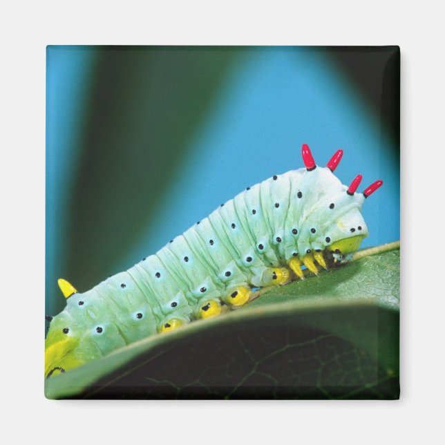 Prometheusmätarens larv, Callosamia Magnet (Framsidan)