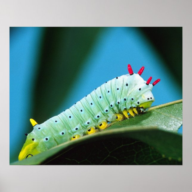 Prometheusmott Larv, Callosamia Poster (Framsidan)