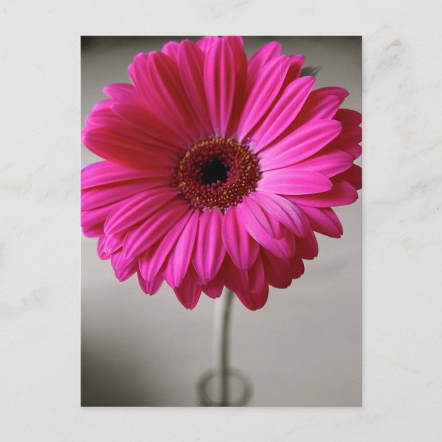 Promise Gerbera Vykort (Framsida)