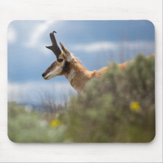 Prong Horn Antelope Musmatta