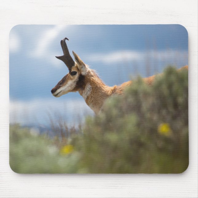 Prong Horn Antelope Musmatta (Framsidan)