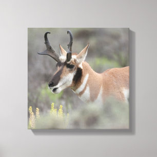 Pronghorn Antelope Buck Grand Tetons Canvastryck