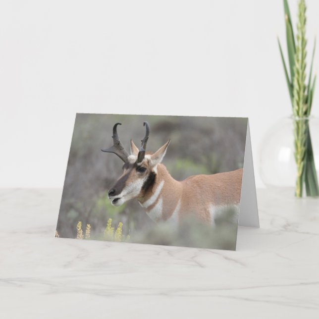 Pronghorn Antelope Buck | Grand Tetons Kort (Framsida)