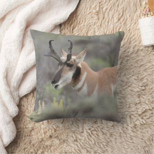 Pronghorn Antelope Buck Grand Tetons Kudde