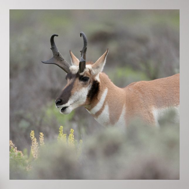 Pronghorn Antelope Buck | Grand Tetons Poster (Framsidan)