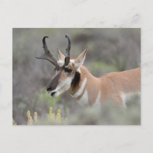 Pronghorn Antelope Buck Grand Tetons Vykort
