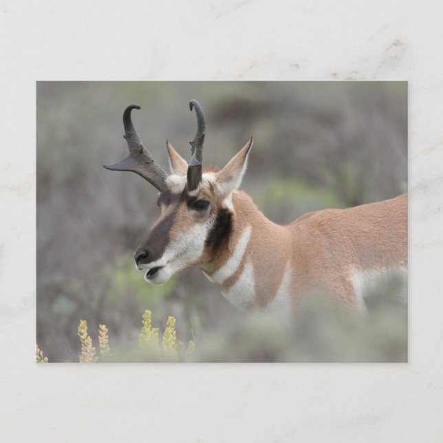Pronghorn Antelope Buck | Grand Tetons Vykort (Framsida)