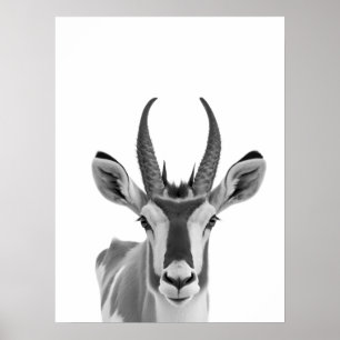 Pronghorn Antelope Desert Animal Porträtt Poster