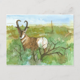Pronghorn Antelope Desert Ligcape Watercolor Vykort