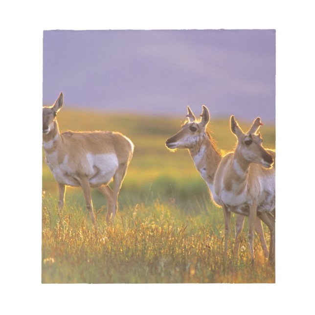 Pronghorn Antelope i Montana Anteckningsblock (Framsida)