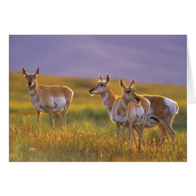 Pronghorn Antelope i Montana Hälsningskort (Framsidan Horizontal)