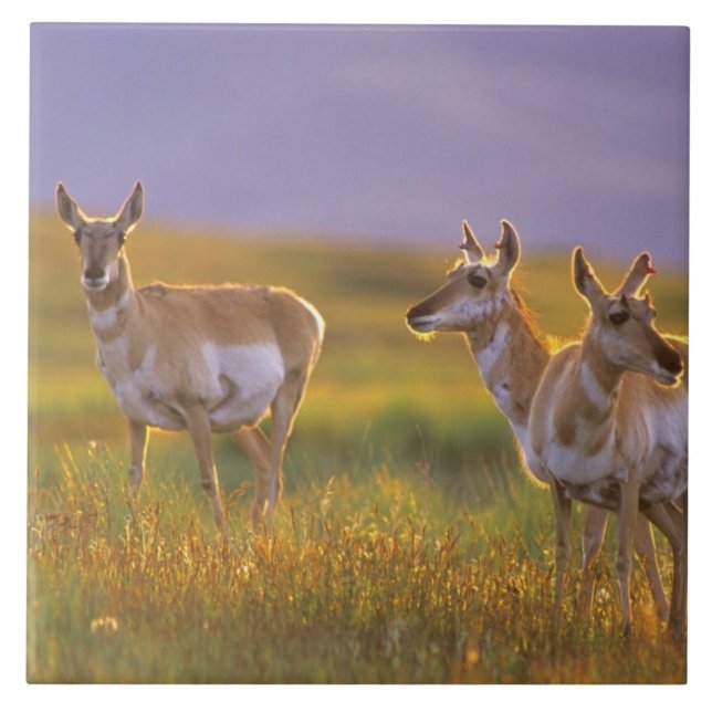 Pronghorn Antelope i Montana Kakelplatta (Framsidan)