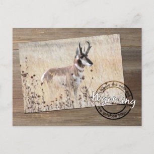 Pronghorn Antelope Photo on Wood - Wyoming WY USA Vykort