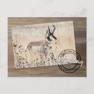 Pronghorn Antelope Photo on Wood - Wyoming WY USA Vykort