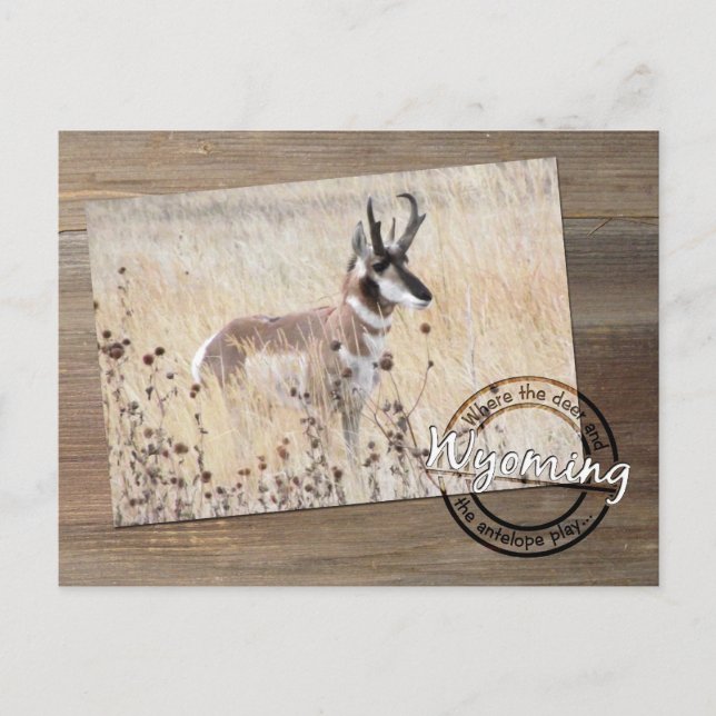Pronghorn Antelope Photo on Wood - Wyoming WY USA Vykort (Framsida)