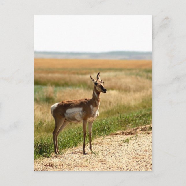 Pronghorn Antelope Vykort (Framsida)