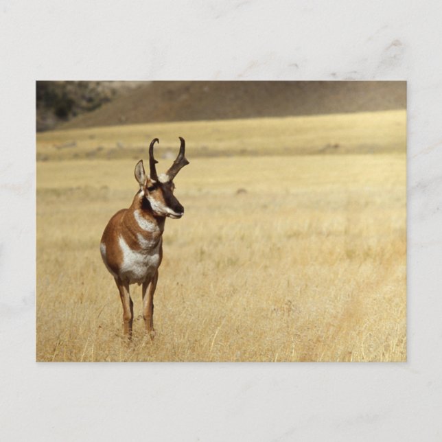 Pronghorn Antelope Wildlife Series # 9 vykort (Framsida)