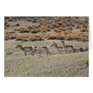 Pronghorn antilop hälsningskort