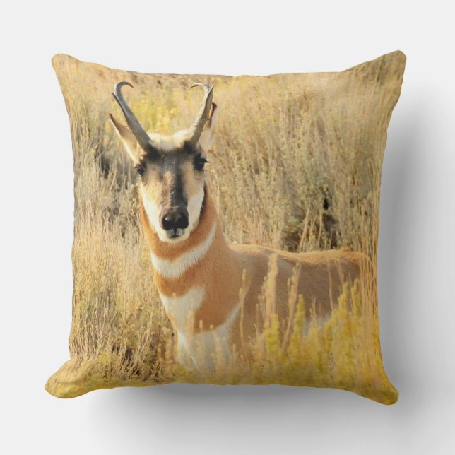 Pronghorn Buck Kudde (Framsida)