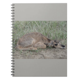 Pronghorn för baby A6 antilop Anteckningsbok