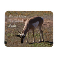 Pronghorn Grazing in Vind Cave National Park SD