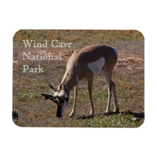 Pronghorn Grazing in Vind Cave National Park SD Magnet